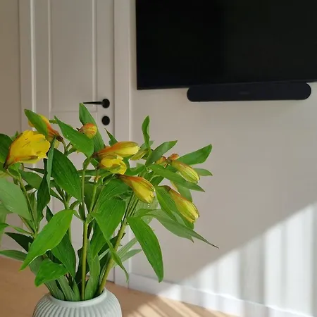 شقة D&d 5 بالانغا