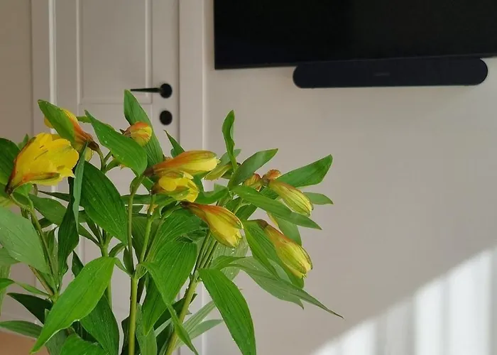 Apartman D&d 5 Palanga